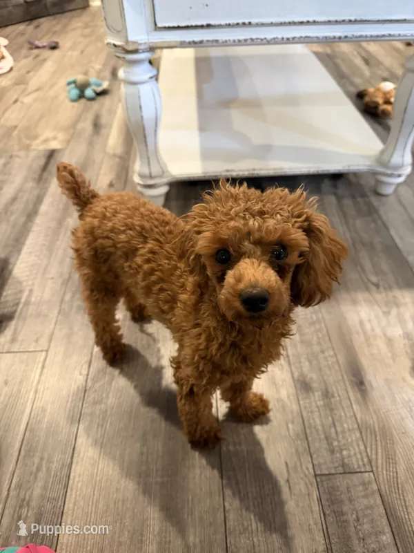 RED Toy Poodle Rose – Poodle - Toy  puppy for sale in Tonganoxie, KS