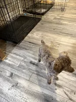 Chocolate Merle Luna, a female Poodle - Toy  for sale in Tonganoxie, KS – 9 of 10