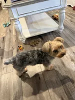 BlackBerry Merle with blue eyes, a female Yorkshire Terrier for sale in Tonganoxie, KS – 6 of 10