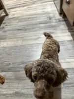 Chocolate Merle Luna, a female Poodle - Toy  for sale in Tonganoxie, KS – 3 of 10