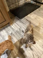 Chocolate Merle Luna, a female Poodle - Toy  for sale in Tonganoxie, KS – 6 of 10