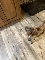 Chocolate Merle Luna, a female Poodle - Toy  for sale in Tonganoxie, KS – 8 of 10