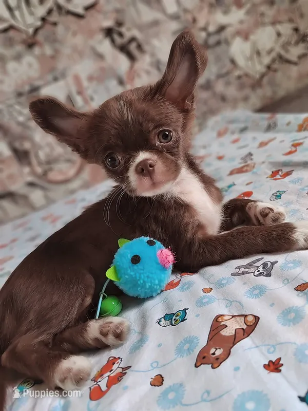 Rosy  – Chihuahua puppy for sale in Marianna, FL