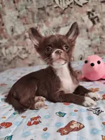 Rosy , a female Chihuahua for sale in Marianna, FL – 2 of 2