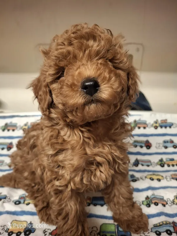 Girl – Poodle - Miniature  puppy for sale in Leonard, MI