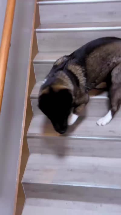 Fendi, a female Akita for sale in Madison, WI – 2 of 2