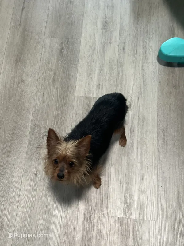 Lola – Yorkshire Terrier puppy for sale in Madison, WI