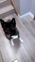 Fendi, a female Akita for sale in Madison, WI – 1 of 2