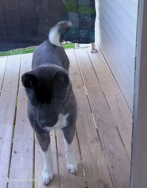 Fendi – Akita puppy for sale in Madison, WI