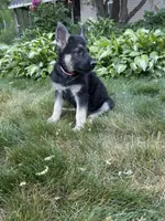 Nala, a female German Shepherd Dog for sale in Worcester, MA – 3 of 4