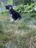 Nala, a female German Shepherd Dog for sale in Worcester, MA – 4 of 4