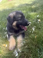 Lexi, a female German Shepherd Dog for sale in Worcester, MA – 5 of 6