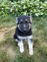 Leo, a female German Shepherd Dog for sale in Worcester, MA – 3 of 5