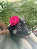 Lexi, a female German Shepherd Dog for sale in Worcester, MA – 2 of 6