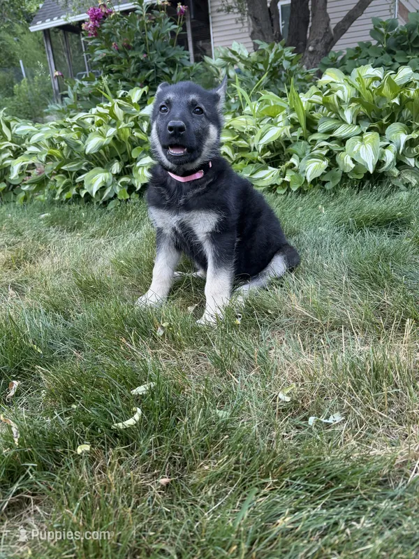 Nala – German Shepherd Dog puppy for sale in Worcester, MA