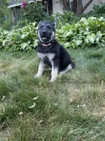 Nala, a female German Shepherd Dog for sale in Worcester, MA – 1 of 4