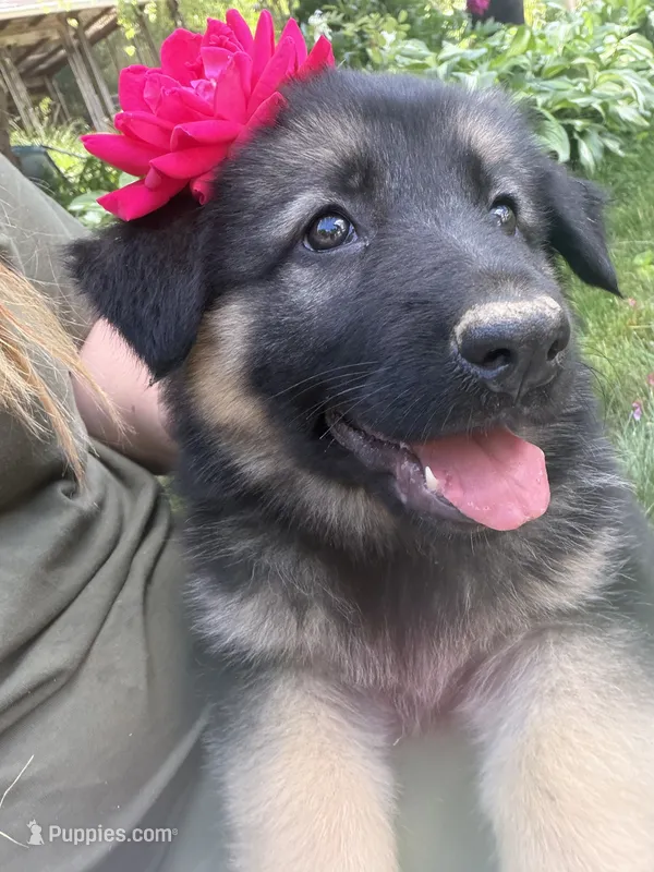 Lexi – German Shepherd Dog puppy for sale in Worcester, MA