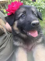 Lexi, a female German Shepherd Dog for sale in Worcester, MA – 1 of 6