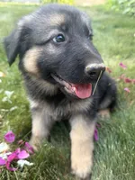 Lexi, a female German Shepherd Dog for sale in Worcester, MA – 4 of 6