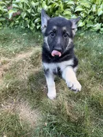 Leo, a female German Shepherd Dog for sale in Worcester, MA – 2 of 5