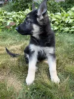 Leo, a female German Shepherd Dog for sale in Worcester, MA – 5 of 5