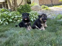 Lexi, a female German Shepherd Dog for sale in Worcester, MA – 6 of 6