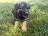 Lexi, a female German Shepherd Dog for sale in Worcester, MA – 3 of 6