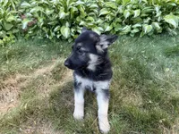 Leo, a female German Shepherd Dog for sale in Worcester, MA – 4 of 5