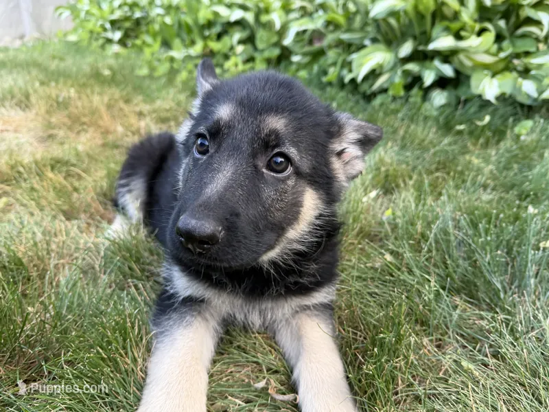 Leo – German Shepherd Dog puppy for sale in Worcester, MA