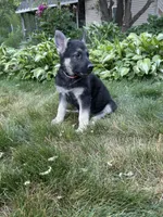 Nala, a female German Shepherd Dog for sale in Worcester, MA – 2 of 4