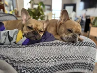 Bentley (can be changed), a male French Bulldog for sale in West St. Paul, MN – Photo 8 of 8