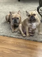 Bentley (can be changed), a male French Bulldog for sale in West St. Paul, MN – Photo 7 of 8