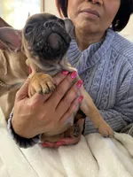 Bentley (can be changed), a male French Bulldog for sale in West St. Paul, MN – Photo 6 of 8