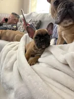 Bentley (can be changed), a male French Bulldog for sale in West St. Paul, MN – Photo 5 of 8