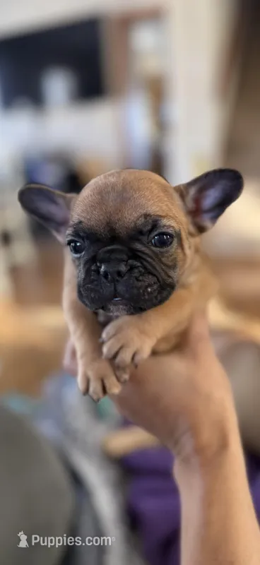 Bentley (can be changed)