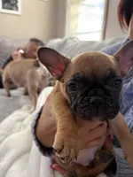 Bentley (can be changed), a male French Bulldog for sale in West St. Paul, MN – Photo 4 of 8