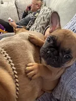 Bentley (can be changed), a male French Bulldog for sale in West St. Paul, MN – Photo 3 of 8