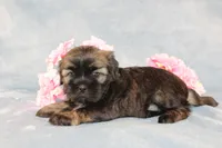Rhett - AKC, a male Shih Tzu for sale in Manheim, PA – Photo 6 of 9
