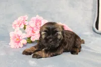 Rhett - AKC, a male Shih Tzu for sale in Manheim, PA – Photo 7 of 9