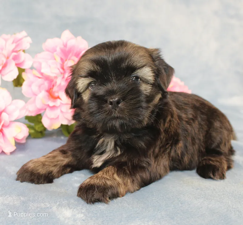 Rhett - AKC, a male Shih Tzu for sale in Manheim, PA – Photo 1 of 9