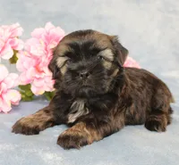 Rhett - AKC, a male Shih Tzu for sale in Manheim, PA – Photo 1 of 9