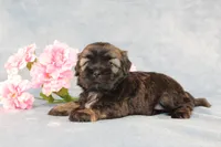 Rhett - AKC, a male Shih Tzu for sale in Manheim, PA – Photo 3 of 9