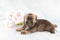Rhett - AKC, a male Shih Tzu for sale in Manheim, PA – Photo 2 of 9