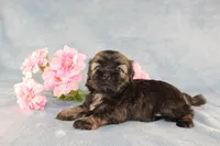 Rhett - AKC, a male Shih Tzu for sale in Manheim, PA – Photo 9 of 9