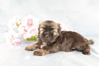 Rhett - AKC, a male Shih Tzu for sale in Manheim, PA – Photo 5 of 9