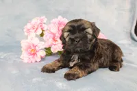 Rhett - AKC, a male Shih Tzu for sale in Manheim, PA – Photo 8 of 9