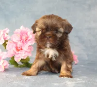 Ruffles AKC, a female Shih Tzu for sale in Manheim, PA – Photo 1 of 9