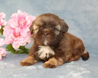 Ruffles AKC, a female Shih Tzu for sale in Manheim, PA – Photo 4 of 9