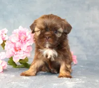 Ruffles AKC, a female Shih Tzu for sale in Manheim, PA – Photo 6 of 9