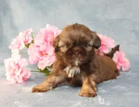 Ruffles AKC, a female Shih Tzu for sale in Manheim, PA – Photo 7 of 9